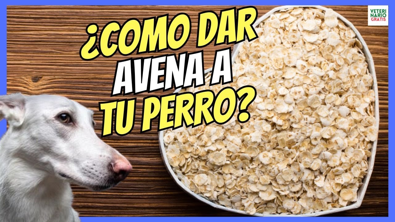 ¿Qué Pasa Si Mi Perro Come Avena? - Consecuencias Y Cuidados