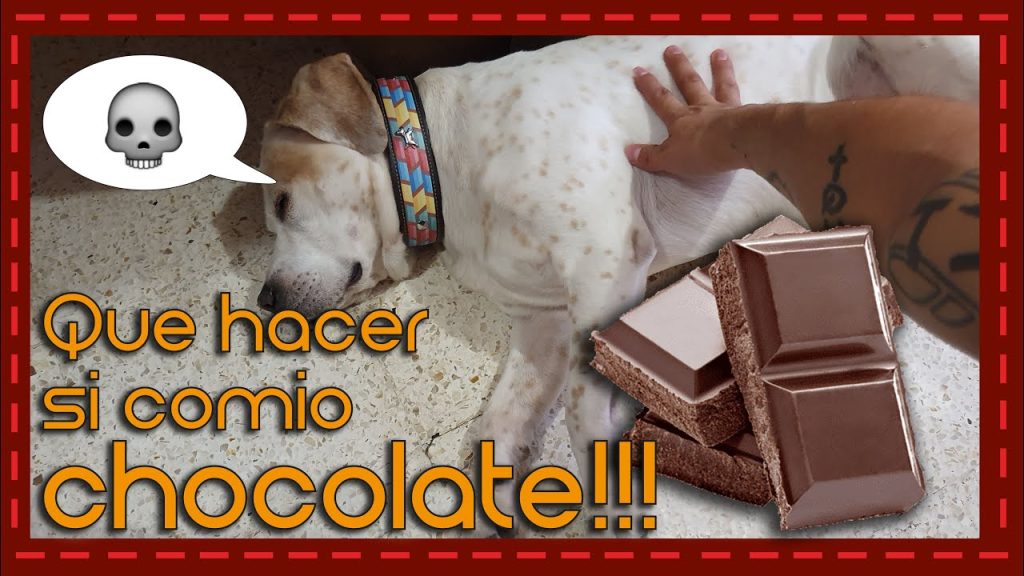 ¿Qué pasa si mi perro come brownie? Consecuencias y medidas a tomar 1 que pasa si mi perro come brownie