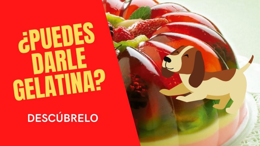 ¿Qué pasa si mi perro come gelatina? Riesgos y consejos veterinarios 1 que pasa si mi perro come gelatina