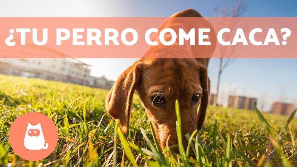 Consecuencias y Prevención: Qué Hacer si Tu Perro Come Heces de Ciervo 1 que pasa si mi perro come heces de ciervo