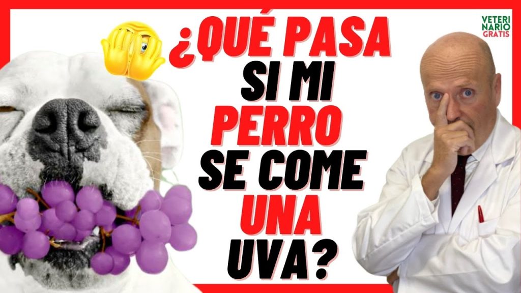 que pasa si mi perro come uvas moradas