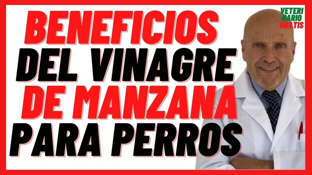 Consecuencias y cuidados: ¿Qué pasa si mi perro come vinagre? 1 que pasa si mi perro come vinagre