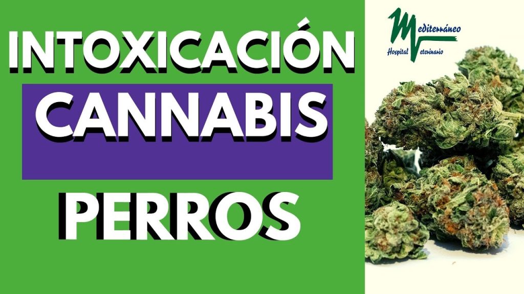 Intoxicación por Marihuana en Perros: Qué Hacer si tu Mascota la Ingiere 1 que pasa si mi perro comio marihuana