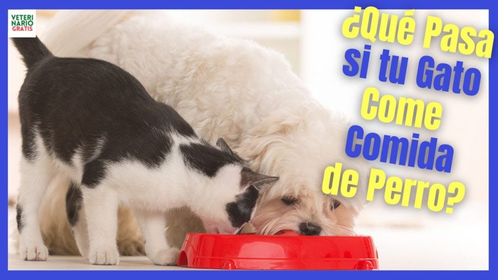 Consecuencias y Riesgos: ¿Qué Pasa si mi Perro Come Comida de Gato? 1 que pasa si mi perro como comida de gato