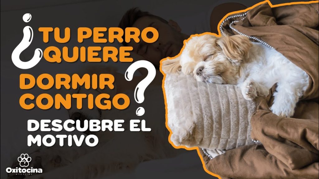 ¿Es malo que mi perro duerma conmigo? Descubre las consecuencias y beneficios 1 que pasa si mi perro duerme conmigo