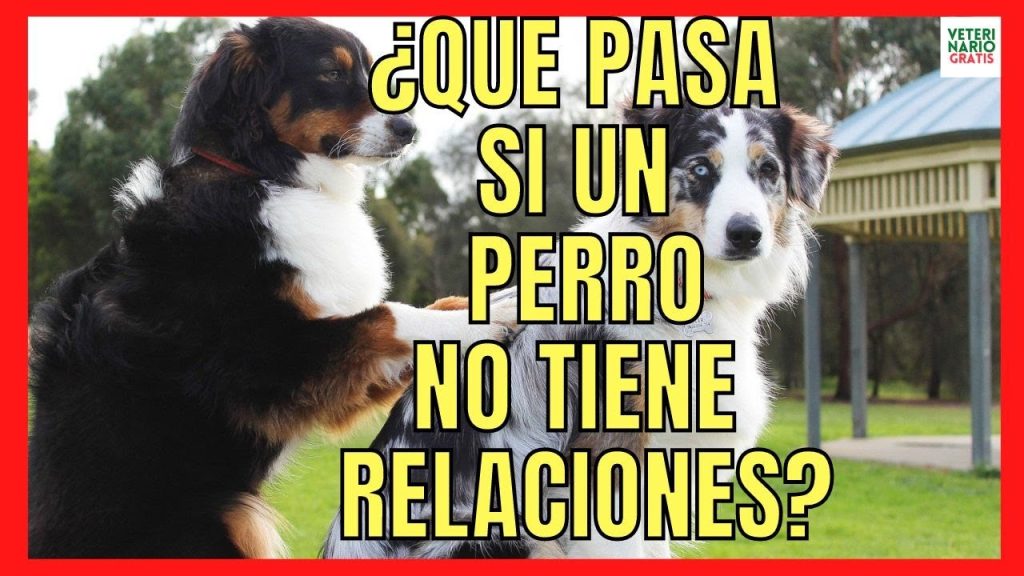 que pasa si mi perro eyacula en mi ano