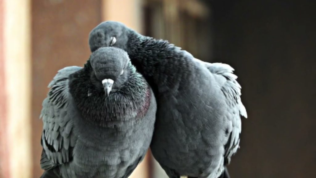 que pasa si mi perro ha mordido una paloma muerta