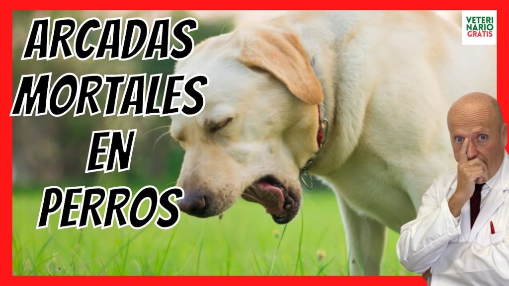 ¿Por qué mi perro finge ahogarse? Causas y soluciones para tu mascota 1 que pasa si mi perro hace como que se ahoga