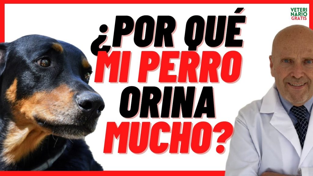 Frecuencia de Orina en Perros: Qué Indica si tu Mascota Micciona Excesivamente 1 que pasa si mi perro hace pis en muchas veces