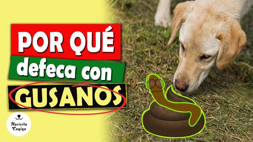 Claro, aquí tienes un título SEO optimizado para el tema del post: "Si tu perro hace popo con gusanos: causas, tratamientos y prevención 1 que pasa si mi perro hace popo con gusanos