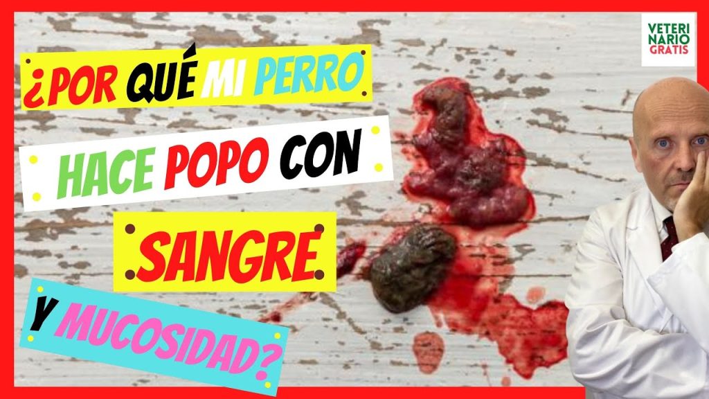 que pasa si mi perro hace pupu con sangre