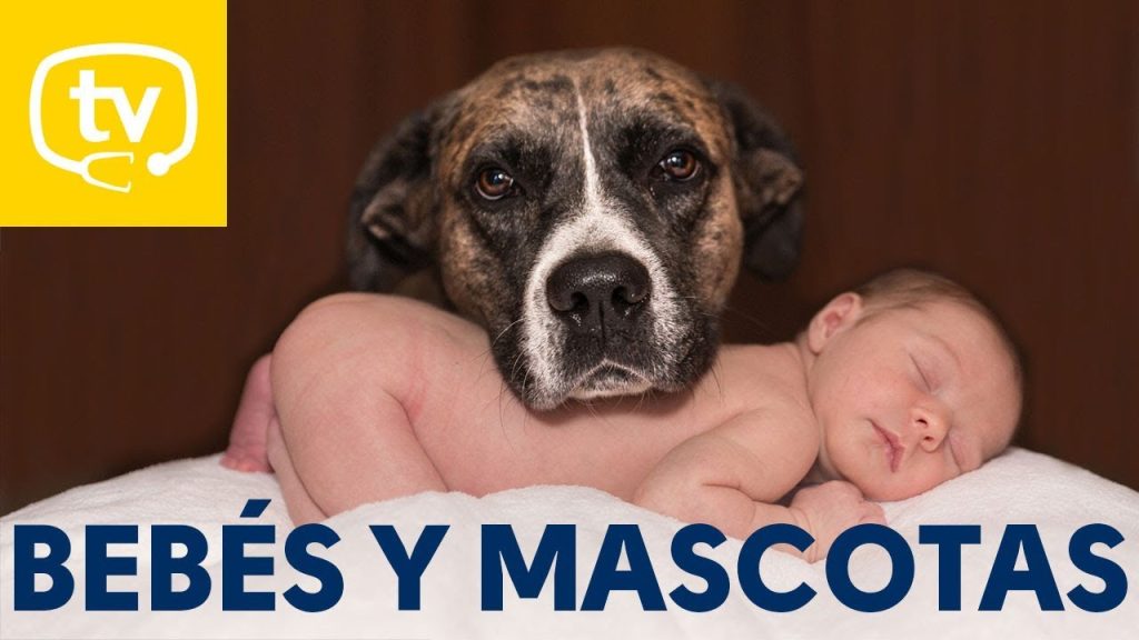 Riesgos y Precauciones: Qué Pasa si mi Perro Lame a mi Bebé 1 que pasa si mi perro lame a mi bebe