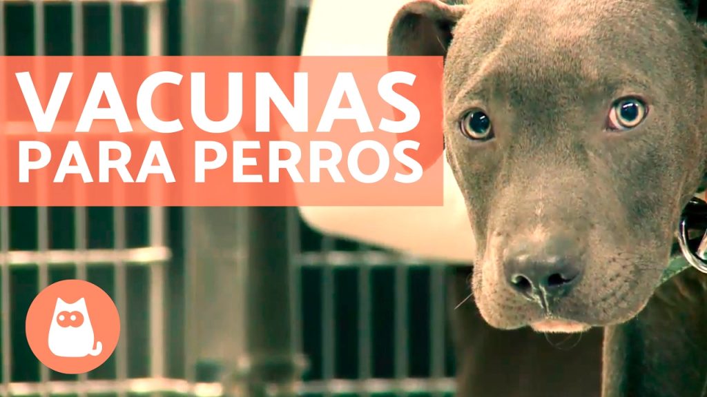 Doble Vacunación Canina: Consecuencias de Aplicar la Vacuna de Rabia Dos Veces a tu Perro 1 que pasa si mi perro lleva dos veces vacuna rabia