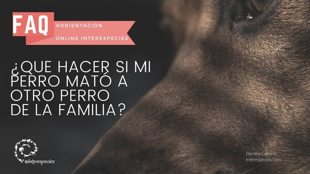 que pasa si mi perro mata a otro perro chile