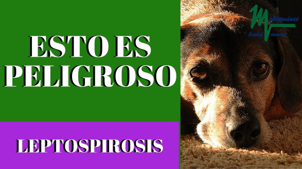 Consecuencias para tu Perro si Mata una Rata: Riesgos y Medidas a Tomar 1 que pasa si mi perro mata una rata