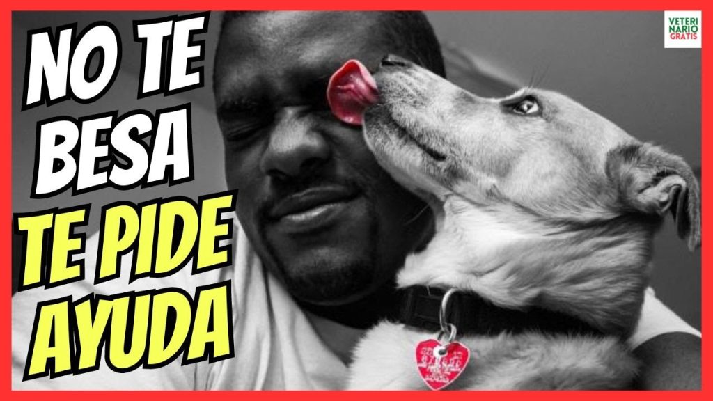 que pasa si mi perro me chupa el pene
