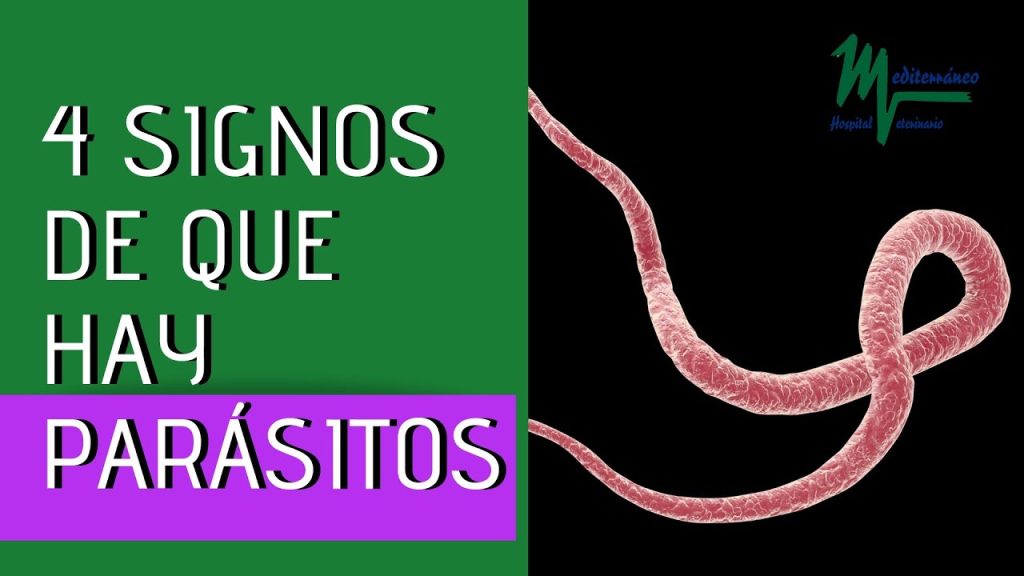 que pasa si mi perro me contagio parasitos