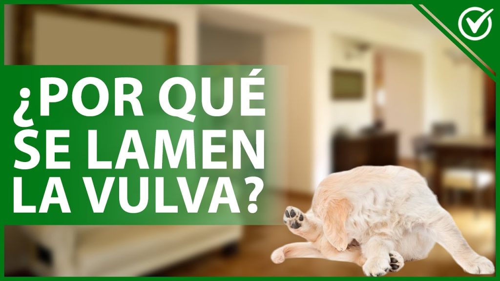 que pasa si mi perro me lame la vagina
