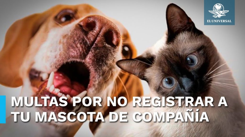 Registrar mi perro: Consecuencias y soluciones para tu can no registrado 1 que pasa si mi perro no esta registrado