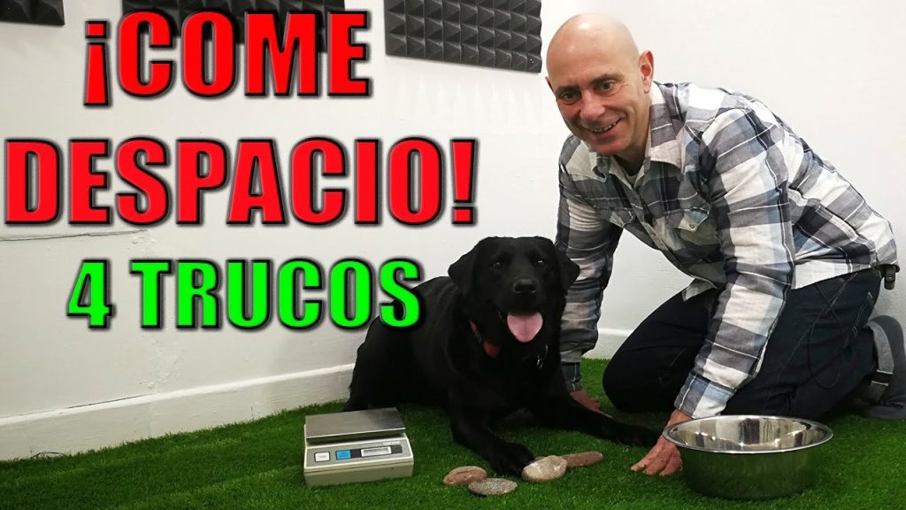 ¿Qué Sucede si Tu Perro no Mastica las Croquetas? Riesgos y Soluciones 1 que pasa si mi perro no mastica las croquetas