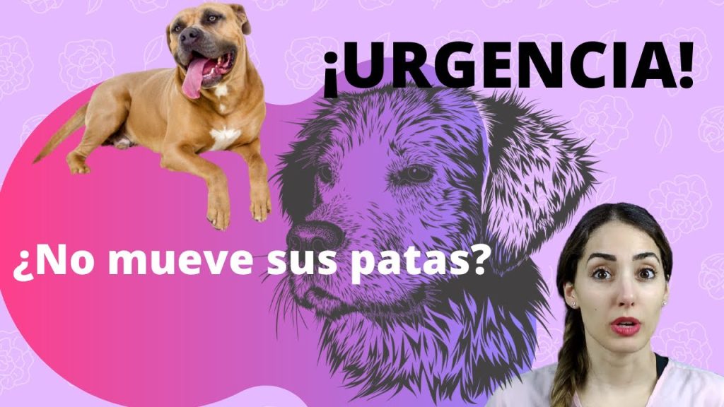 que pasa si mi perro no mueve las patas traseras