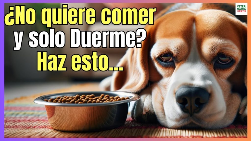 Mascotas en huelga de hambre: Qué hacer si tu perro rechaza su comida 1 que pasa si mi perro no quiere comer 1