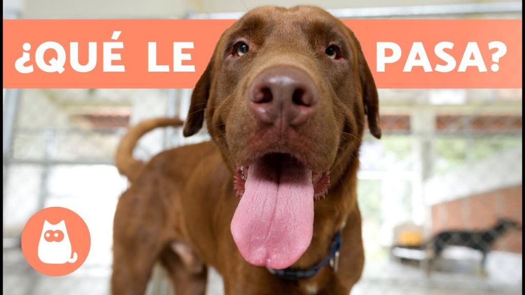 ¿Por qué mi perro saca la lengua a menudo? Causas y consejos de salud 1 que pasa si mi perro saca mucho la lengua
