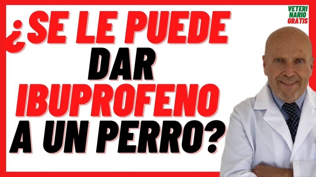 ¿Tu perro ingirió ibuprofeno? Conoce las consecuencias y qué hacer 1 que pasa si mi perro sbuprofenoe come un ib