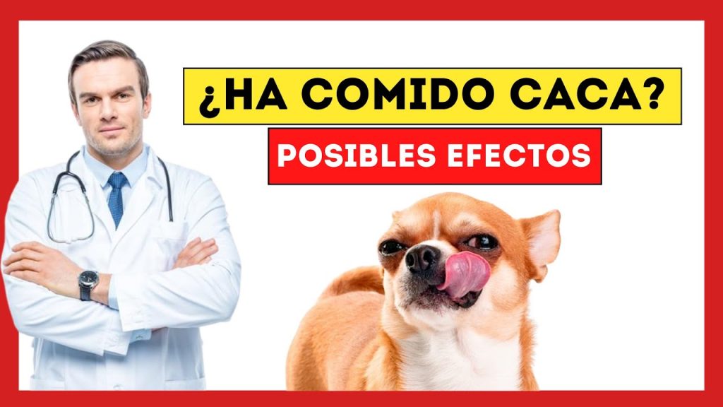 Qué hacer si mi perro se come caca de gato: riesgos y soluciones 1 que pasa si mi perro se come caca del gato