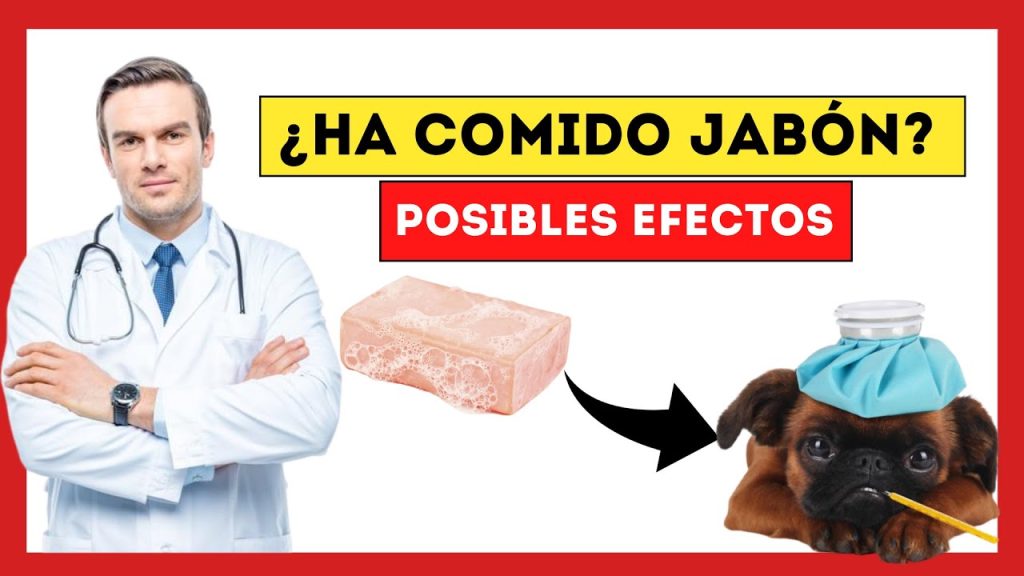 ¿Tu perro se ha comido jabón de baño? Consecuencias y primeros auxilios 1 que pasa si mi perro se come jabon de bano