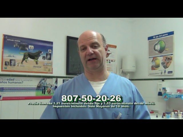 ¿Qué Hacer si tu Perro Mastica o Ingiera un Cable? Guía de Primeros Auxilios 1 que pasa si mi perro se come un cable