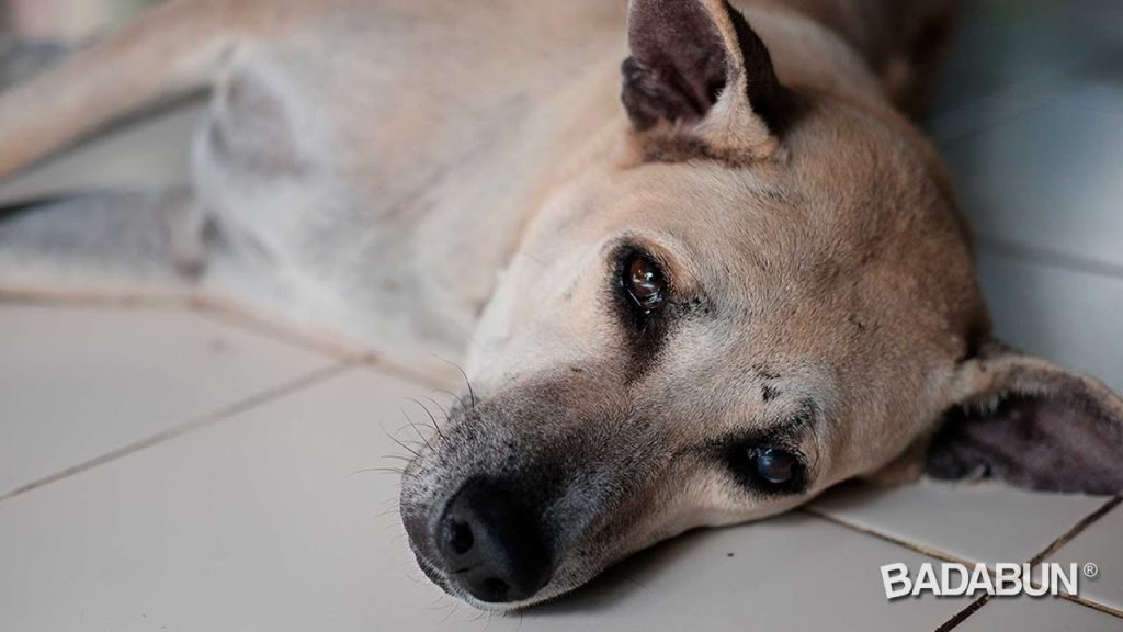 ¿Chicle Ingerido por Perros? Halla Qué Hacer si tu Mascota Come Goma de Mascar 1 que pasa si mi perro se come un chicle 1