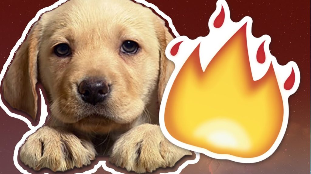 Toxicidad del chicle en perros: ¿Qué hacer si mi perro se come uno? 1 que pasa si mi perro se come un chicle