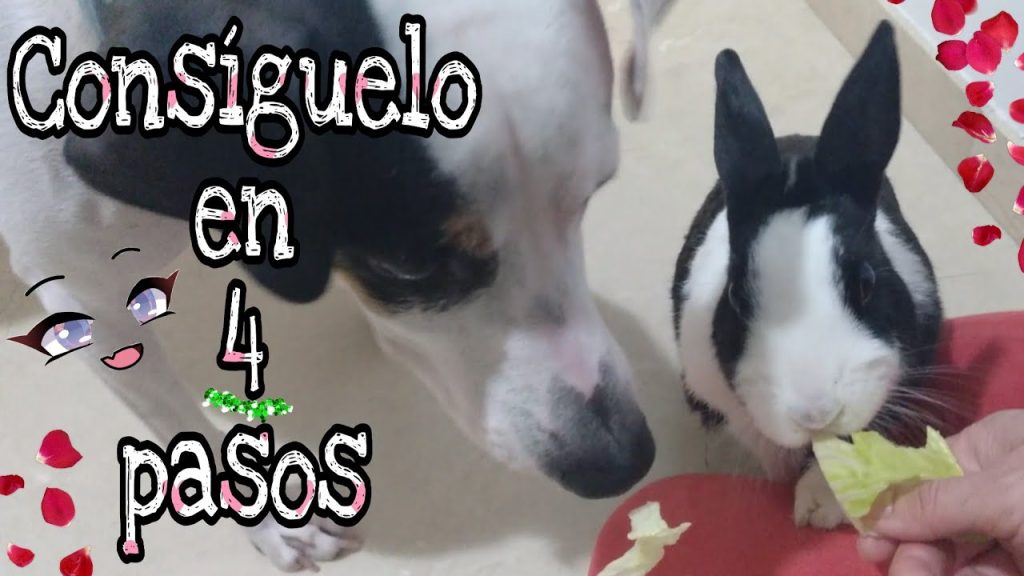 Consecuencias y Primeros Auxilios: ¿Qué Hacer si tu Perro se Come un Conejo? 1 que pasa si mi perro se come un conejo