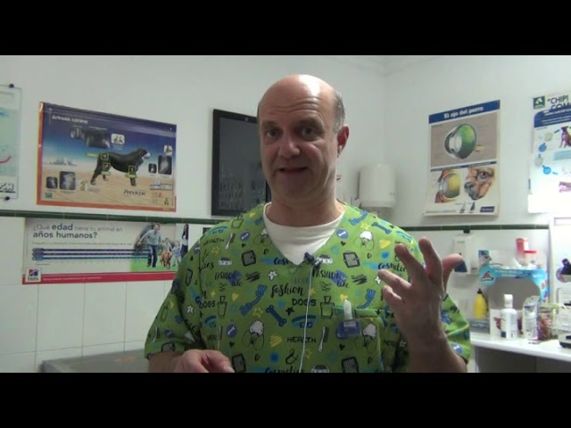 ¿Qué Hacer si mi Perro Ingirió un Lápiz? Guía de Acción y Prevención 1 que pasa si mi perro se come un lapiz