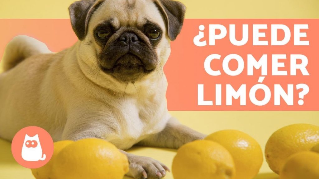 que pasa si mi perro se come un limon