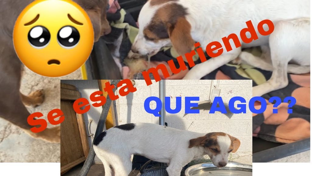 ¿Qué hacer si mi perro se come un pájaro muerto? Guía de acción y prevención 1 que pasa si mi perro se come un pajaro muerto