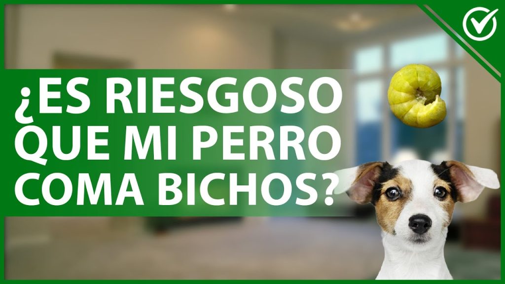 Mi Perro se Comió una Mantis: Efectos y Qué Hacer Inmediatamente 1 que pasa si mi perro se come una mantis