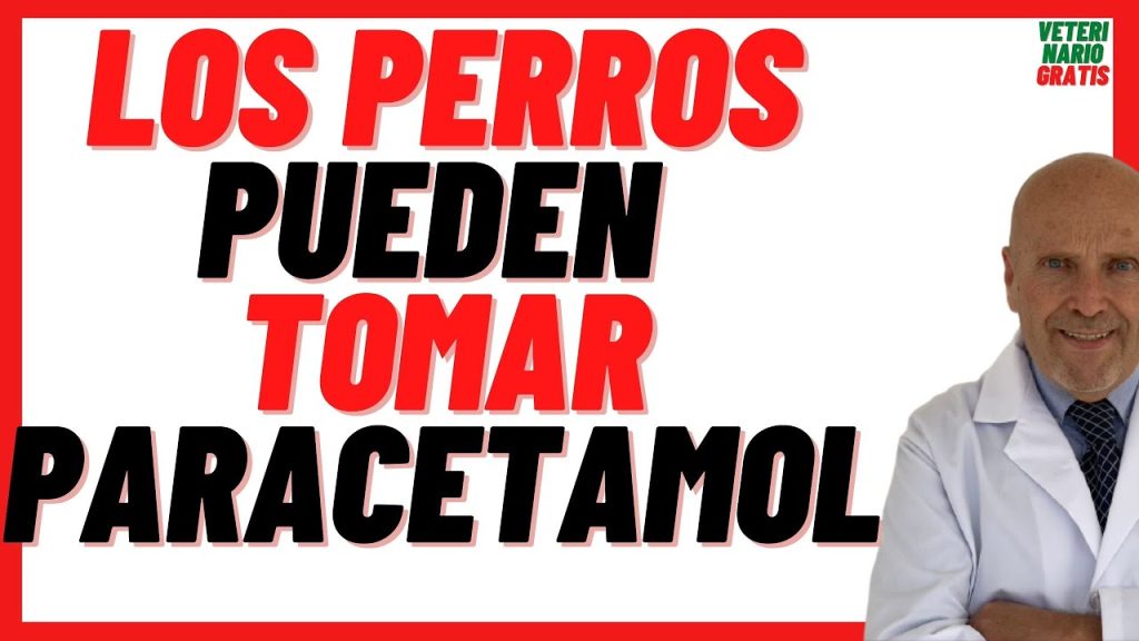 Intoxicación en perros: Qué hacer si tu mascota ingiere paracetamol 1 que pasa si mi perro se come una pastilla paracetamol