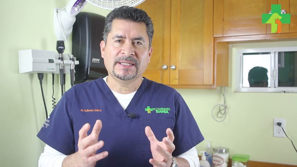 ¿Qué Hacer si mi Perro se Come una Planta?: Guía de Primeros Auxilios Caninos 1 que pasa si mi perro se come una planta