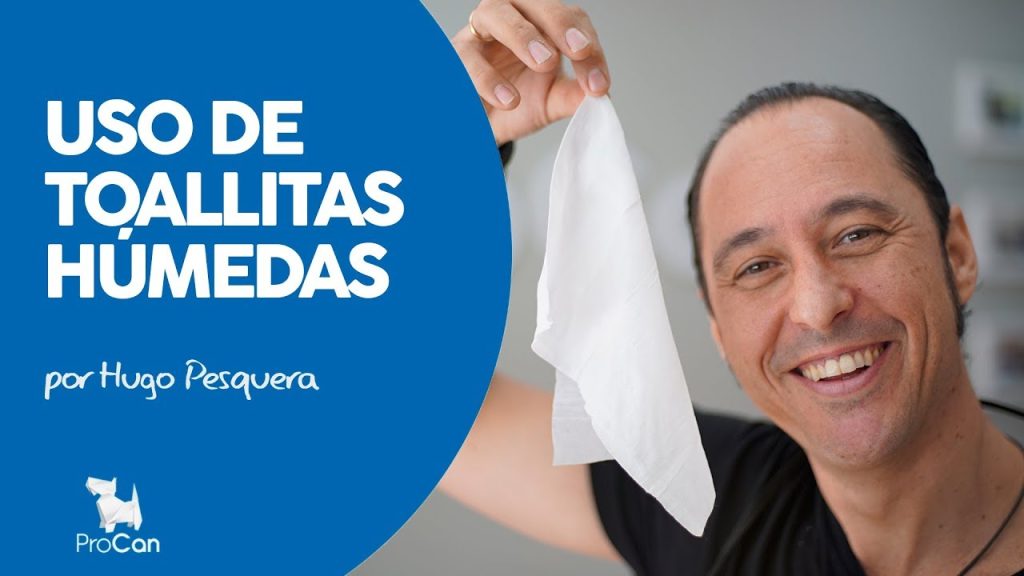 Toallita Ingerida por Perro: Riesgos y Acciones Inmediatas a Tomar 1 que pasa si mi perro se come una toallita