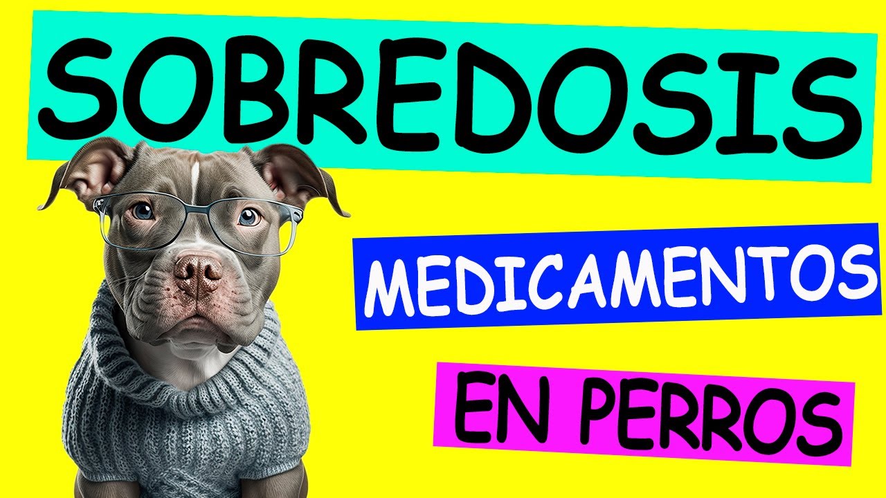 Mi Perro Se Comió Mis Pastillas Anticonceptivas: Qué Hacer Y Riesgos