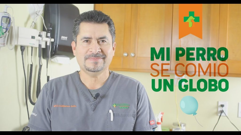 Mi perro se comió un globo: riesgos y acciones inmediatas a seguir 1 que pasa si mi perro se comio un globo