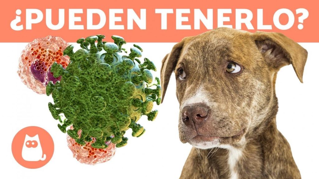 COVID-19 y perros: Qué hacer si tu mascota se contagia del virus 1 que pasa si mi perro se contagia de covid