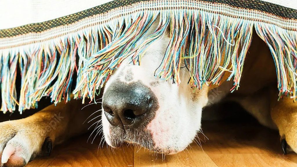 ¿Por qué mi perro se esconde? Descifrando causas y soluciones comunes 2 que pasa si mi perro se esconde