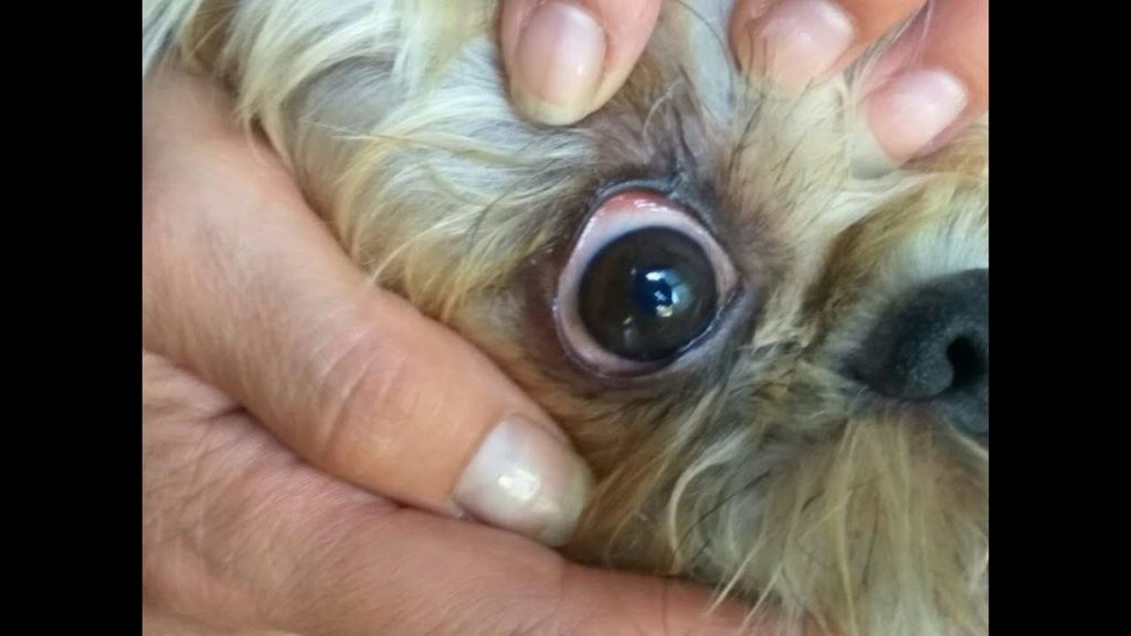 que pasa si mi perro se golpea el ojo