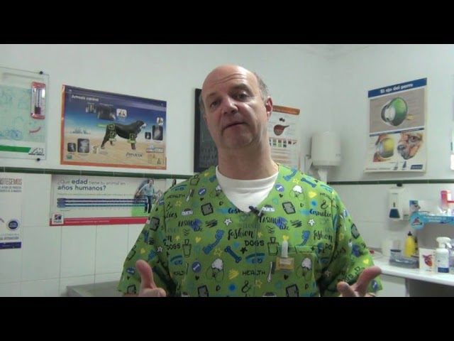 Gastritis Canina: Qué Hacer si tu Perro se Inflama el Estómago 1 que pasa si mi perro se inflama el estomago