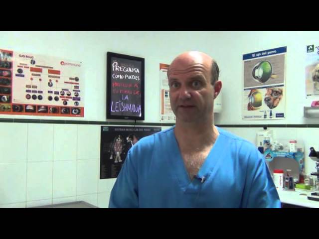 Furacin en perros: riesgos si se lamen la pomada y cómo actuar 1 que pasa si mi perro se lame la pomada furacin