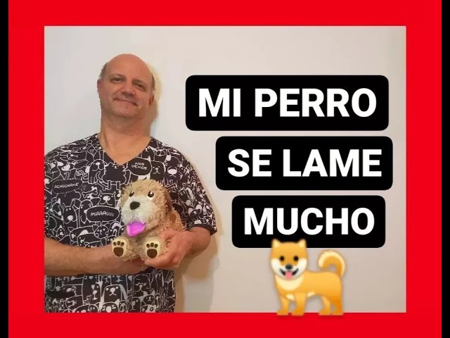 que pasa si mi perro se lame mucho