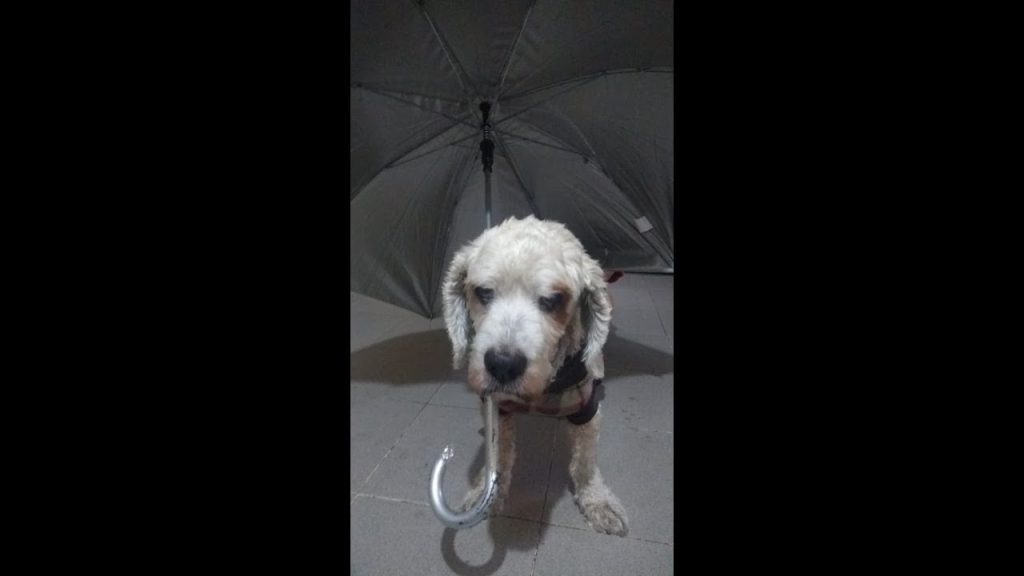 Consecuencias y cuidados: Qué pasa si mi perro se moja con la lluvia 1 que pasa si mi perro se moja con la lluvia